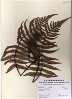 藏品(厚葉鱗毛蕨)的圖片